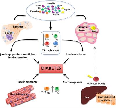 Interactions Between the Neuroendocrine System and T Lymphocytes in Diabetes